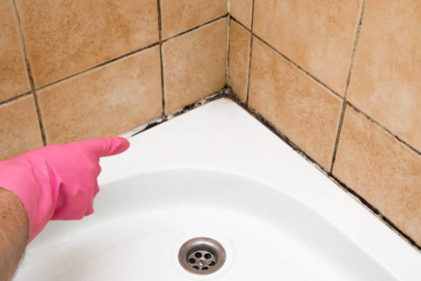 Best Basement Mold Remediation in Sumiton, AL